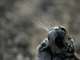 Tiger Nose and Whiskers, Qinhuangdao Zoo, Hebei Province, China