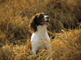 An English Setter Named Rose Sits in a Patch of Golden Grass