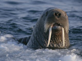 Close View of a Surfacing Female Atlantic Walrus