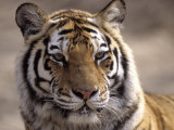 Buy Tiger, Qinhuangdao Zoo, Hebei Province, China at AllPosters.com