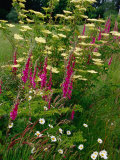 Flowers Near Il Tudy, Brittany, France