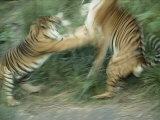 Two Fighting Sumatran Tigers in Blurred Motion
