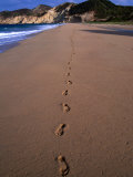 Buy Footprints on the Uncrowded Beach of Grand Anse, Les Saintes, Guadeloupe at AllPosters.com