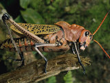 Grasshopper