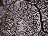 A Close View of the Annular Rings of a Decayed Tree Trunk