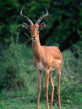 Male Impala (Aepyceros Melatnpus), Hluhluwe-Umfolozi Park, Kwazulu-Natal, South Africa