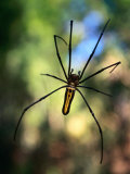 Black and Yellow Spider, Bago, Myanmar (Burma)