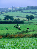 Milking Cows in Paddock, United Kingdom