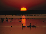 Sunset over Chincoteague Island Marsh and Geese, Virginia