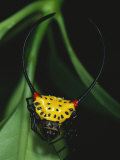 A Close View of a Spiny-Backed Spider, Gasteracantha Species