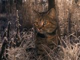 Close View of a Tabby Cat in a Frost-Covered Field,This is the Photographers Cat