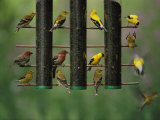 American Goldfinches and House Finches Eat Thistle Seed from a Feeder