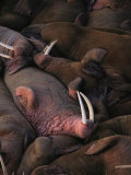 A Group of Sleeping Male Walruses
