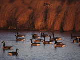 Canada Geese in a Marsh Channel, Chincoteague Island Area, Virginia