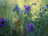 An Attwaters Greater Prairie Chick Surrounded by Wildflowers