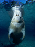 Buy Manatee at Crystal Springs, Florida, USA at AllPosters.com