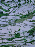 Rice Terraces Surrounding Ducos, Sagada, Mountain, Philippines