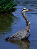 The Stately Great Blue Heron (Ardea Herodias) in Stanley Park, Vancouver, British Columbia, Canada