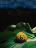 A Polymita or Painted Snail Rests on a Large Leaf
