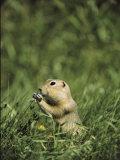 A Ground Squirrel Eats Wildflowers in Riding Mountain National Park