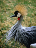 Portrait of Crowned Crane (Balearica Regulorum Gibbericeps), South Africa