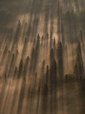 Buy Early Morning Sunlight Burns Through a Fog over a Minnesota Forest at AllPosters.com