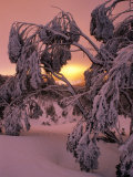 Buy Snow Laden Trees on Mt. Baw Baw, Baw Baw National Park, Australia at AllPosters.com