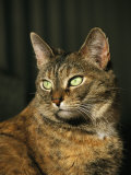 A Portrait of a Pet Tabby Cat