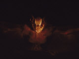 Buy The Face of a Leaf-Nosed Bat Illuminated by a Cameras Flash at AllPosters.com