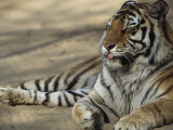 Tiger, Qinhuangdao Zoo, Hebei Province, China