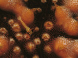 A Commensal Emperor Shrimp Makes its Home on a Sea Cucumber