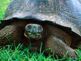 Buy Giant Tortoise in Grassy Highlands at Steve Devine's Butterfly Ranch, Galapagos, Ecuador at AllPosters.com