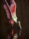 A Roseate Spoonbill Stretches its Wings as it Forages for Food