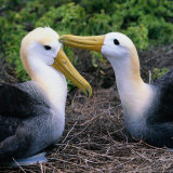 Southern Royal Albatross (Diomedea Epomophora), Galapagos, Ecuador