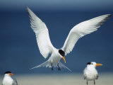 Royal Tern Descending in Flight