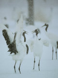 Japanese or Red-Crowned Cranes at the Tsurui-Ito Crane Sancturary