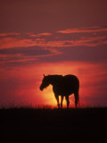 Buy Silhouette of Horse at Sunset, Lexington, KY at AllPosters.com