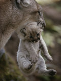 Mother Mountain Lion, Felis Concolor, Carries a Two-Week-Old Kitten