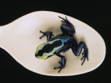 Poison Dart Frog Sits on a Plastic Spoon