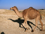 Buy Camel, Israel at AllPosters.com