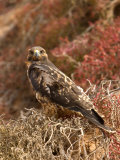 A Portrait of a Galapagos Hawk on Bartolome Island