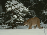 Mountain Lion in a Wintry Landscape