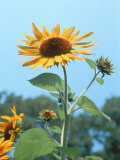 Buy Large Sunflower, Wickford, RI at AllPosters.com