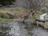 Mountain Lion Hunts a Mallard Duck in a Creek