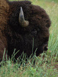 Profile of an American Bison