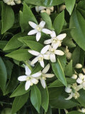 Buy Orange Blossoms and Foliage at AllPosters.com