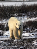 Polar Bear, Ursus Maritimus, Churchill, Manitoba