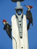 Pair of Pileated Woodpeckers on Floridas Gulf Coast