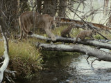 Mountain Lion and Kittens Cross a Creek on Logs