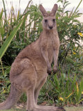 Kangaroo, Australia